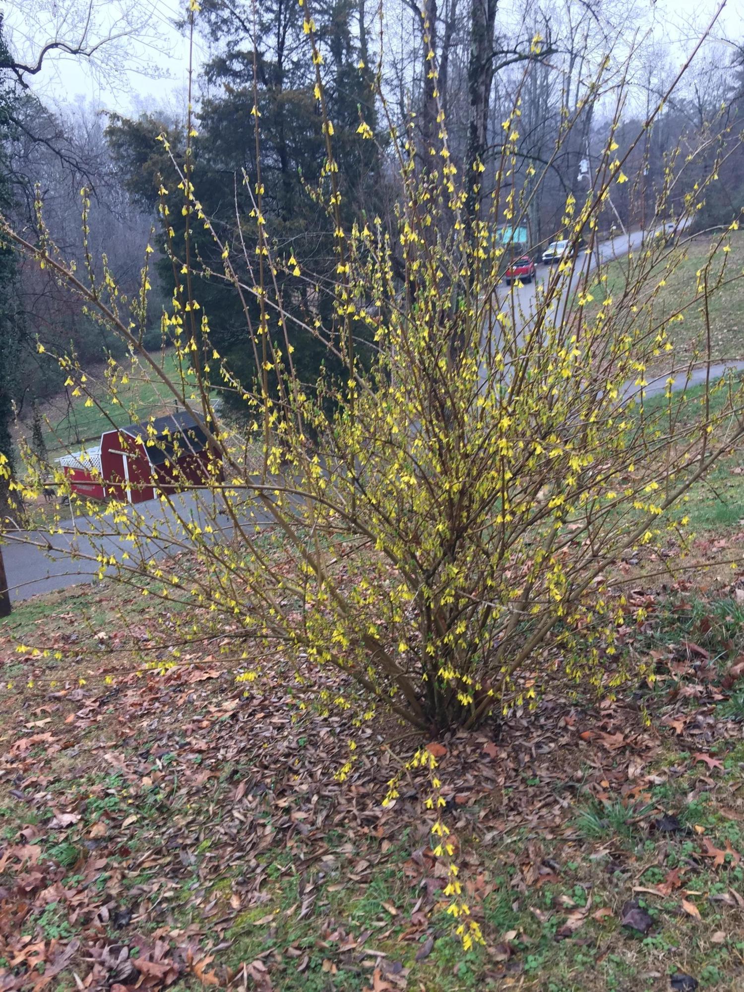 156 Barrier Road Loudon, TN 37774 - Photo 23 of 35 IMG_7082