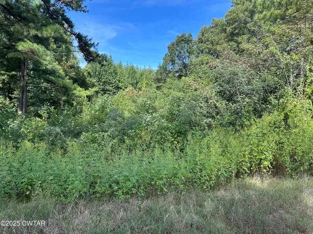 a view of a lush green forest