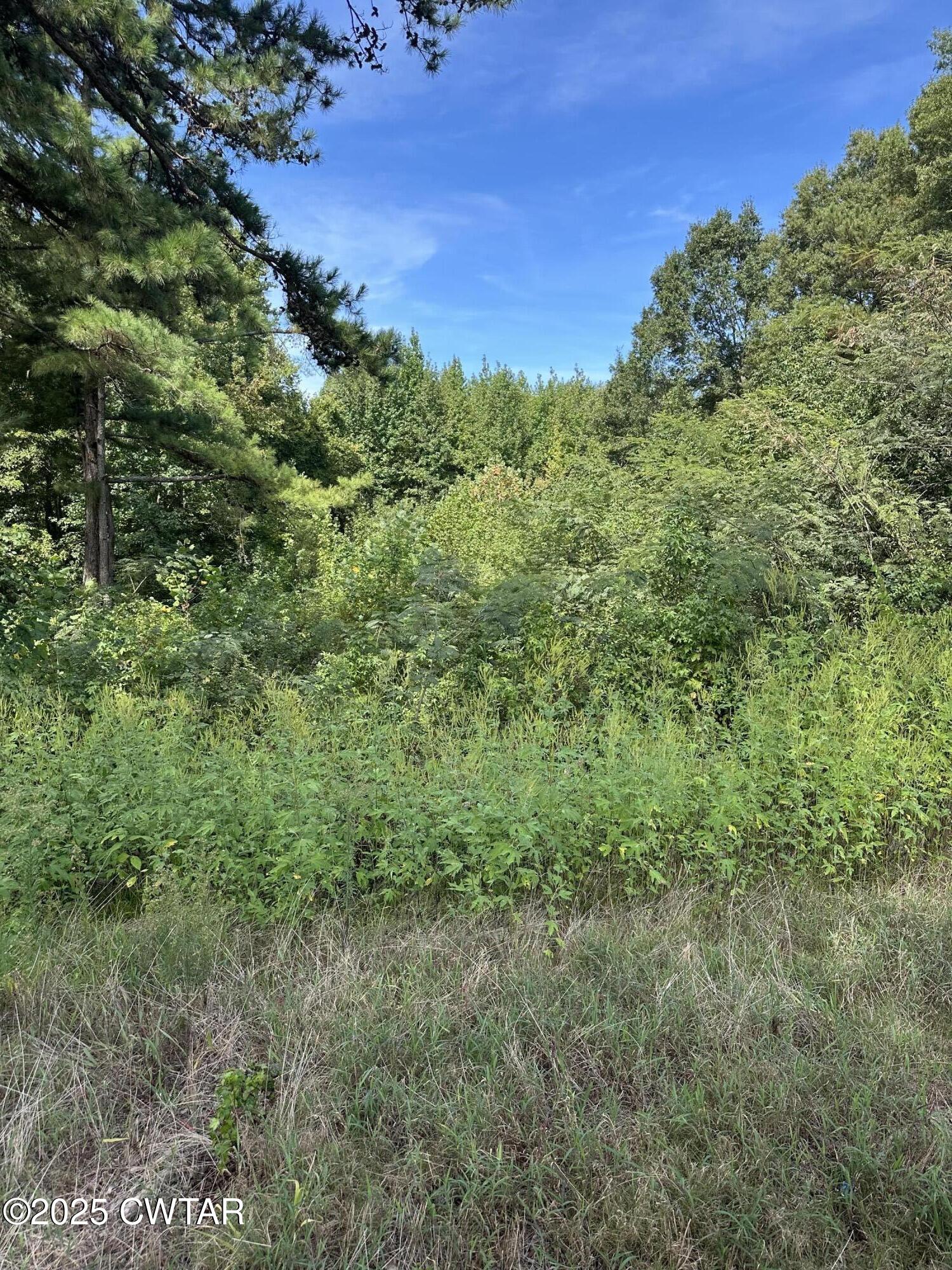 0 Post Road West Stanton, TN 38069 - Photo 2 of 2 a view of a forest with a houses