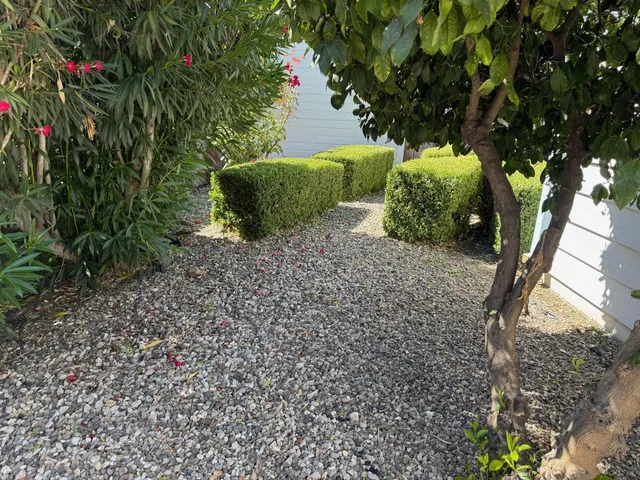 a plant that is in front of a house