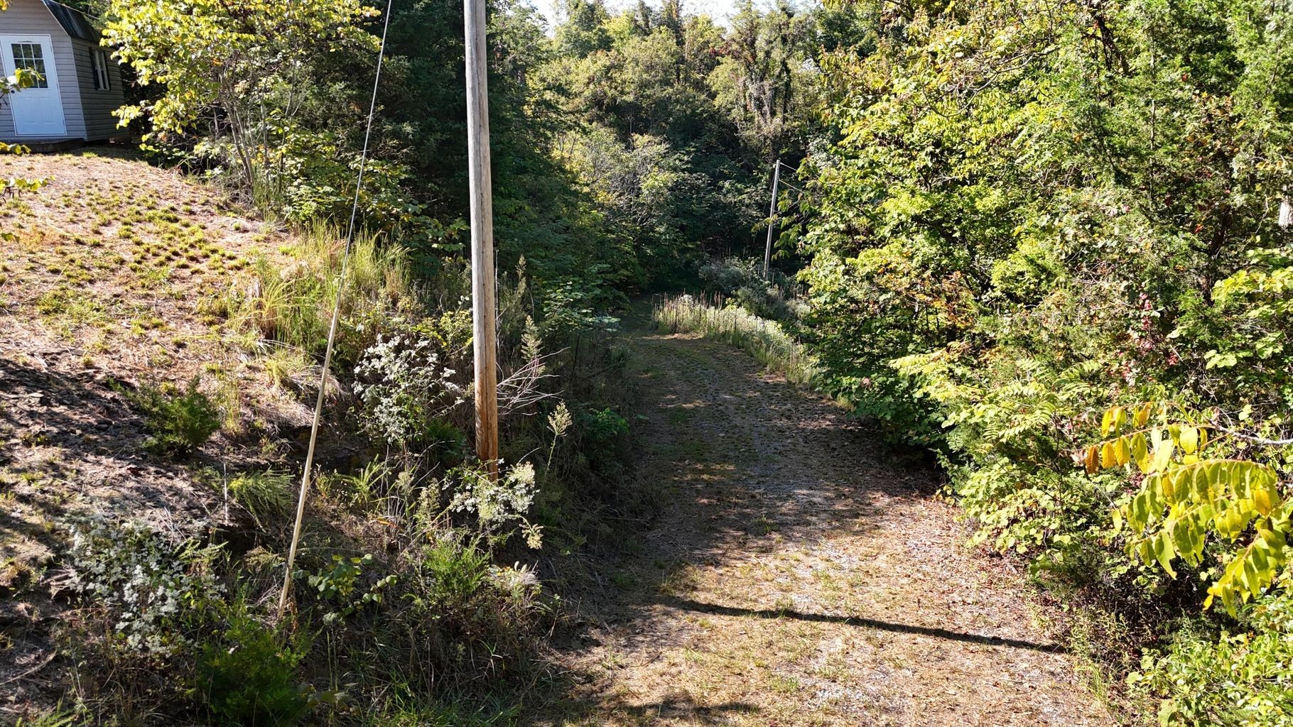 23 Caywood Road Dandridge, TN 37725 - Photo 7 of 18 a view of a yard with plants and large trees