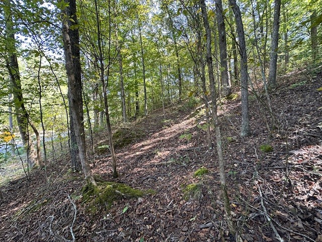 0 Chalk Hill Church Road Camden, TN 38320 - Photo 17 of 50 a view of forest