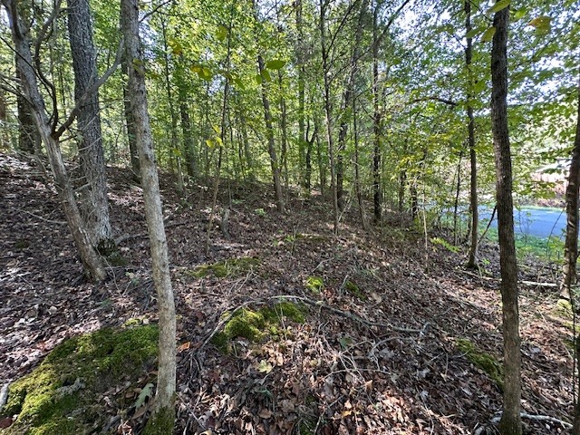 0 Chalk Hill Church Road Camden, TN 38320 - Photo 19 of 50 a view of a forest with trees