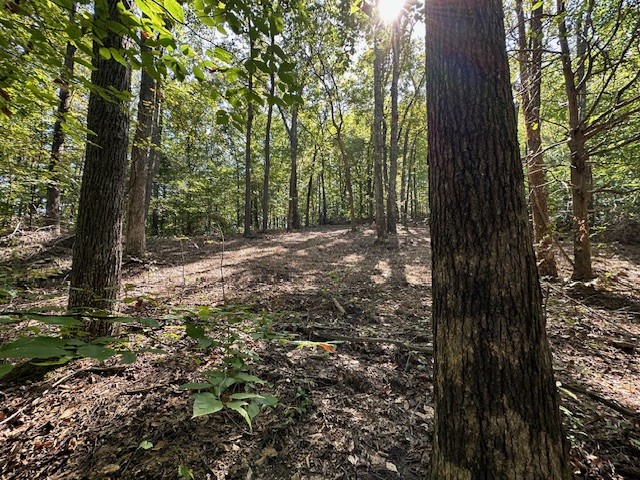 0 Chalk Hill Church Road Camden, TN 38320 - Photo 20 of 50 a view of a yard with plants and trees