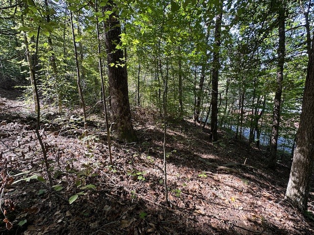 0 Chalk Hill Church Road Camden, TN 38320 - Photo 23 of 50 a view of a forest with trees