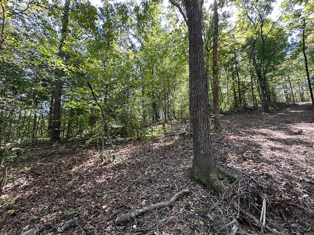 0 Chalk Hill Church Road Camden, TN 38320 - Photo 32 of 50 a view of a forest with trees
