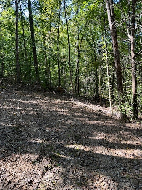 0 Chalk Hill Church Road Camden, TN 38320 - Photo 38 of 50 a view of a forest with trees