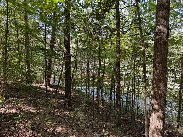 0 Chalk Hill Church Road Camden, TN 38320 - Photo 45 of 50 a view of forest