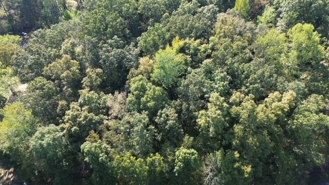 0 Chalk Hill Church Road Camden, TN 38320 - Photo 8 of 50 a view of a large yard with lots of bushes
