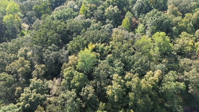 0 Chalk Hill Church Road Camden, TN 38320 - Photo 9 of 50 an aerial view of a houses with yard and outdoor space