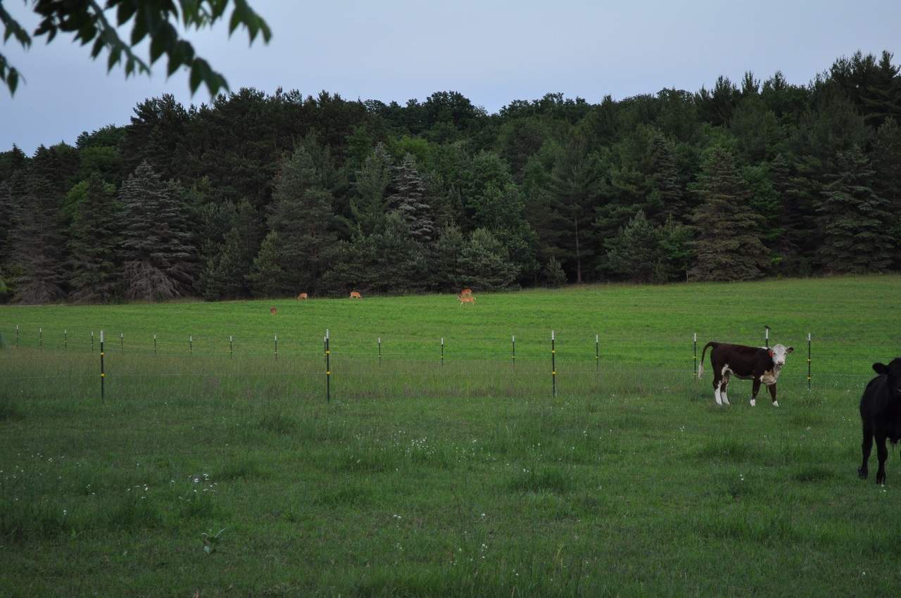 20517 13 Mile Road Copemish, MI 49625 - Photo 34 of 63 1809510-33.JPG