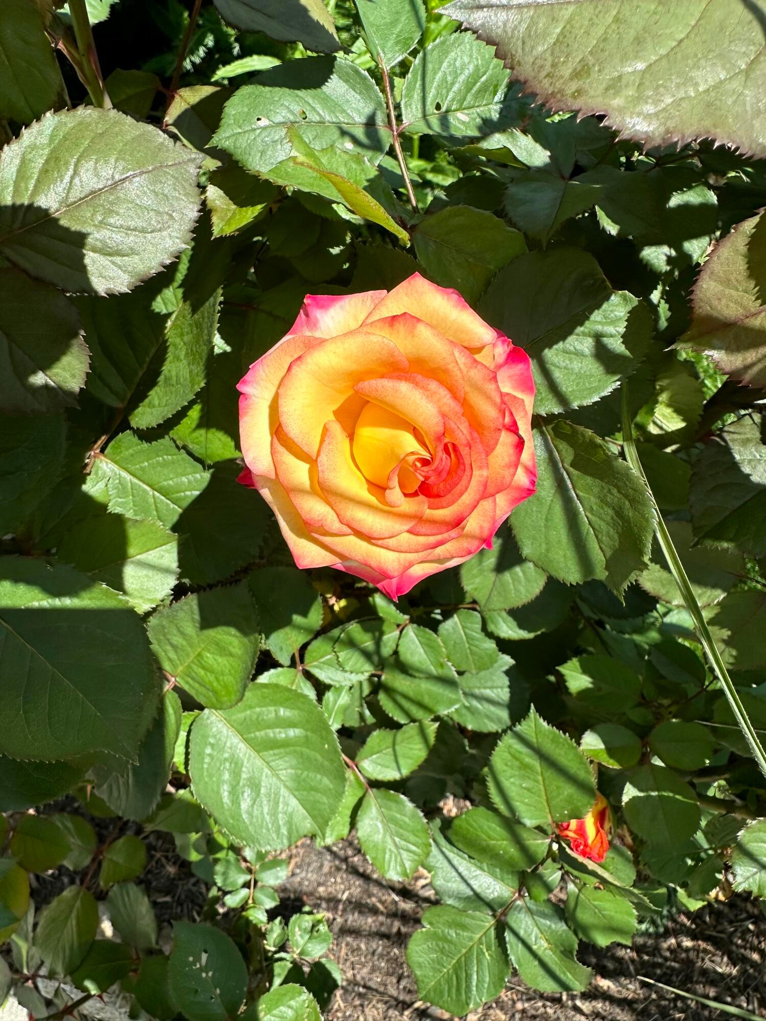 The gardens throughout the yard are beautiful! The beds have a Rain Bird sprinkler system.