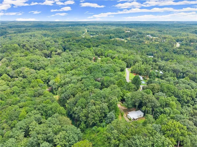 a view of a forest with a tree