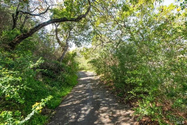 a view of a yard with a tree