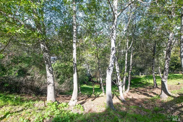 a view of a backyard with large trees