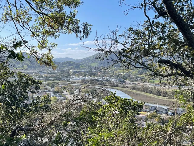 a view of a yard with a tree