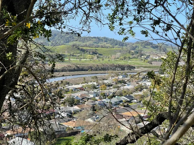 a view of a yard with a tree