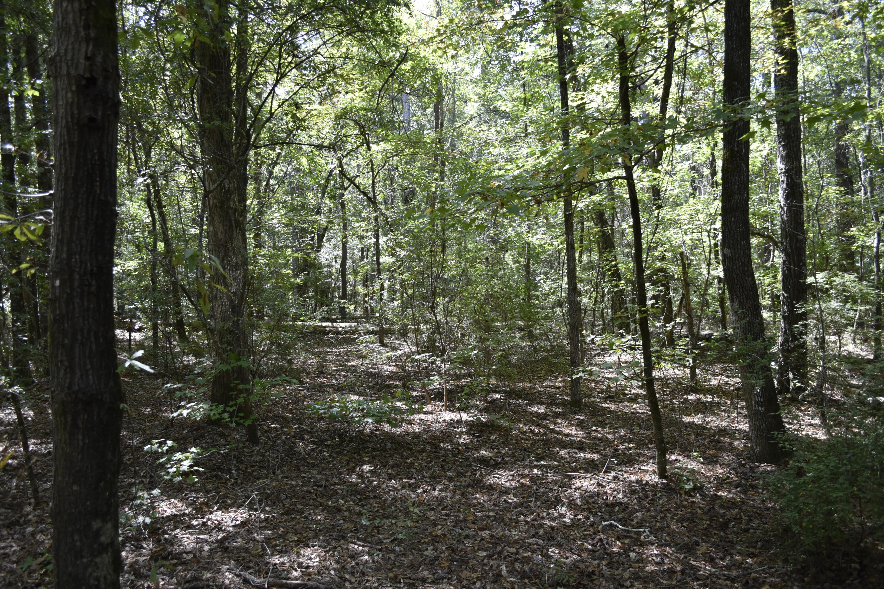25023 Ray Owens Road Appling, GA 30802 - Photo 23 of 52 _DSC0040