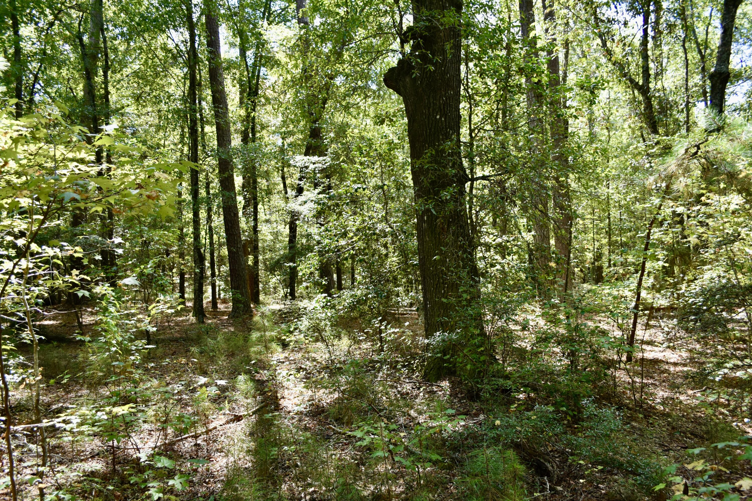 25023 Ray Owens Road Appling, GA 30802 - Photo 25 of 52 _DSC0042