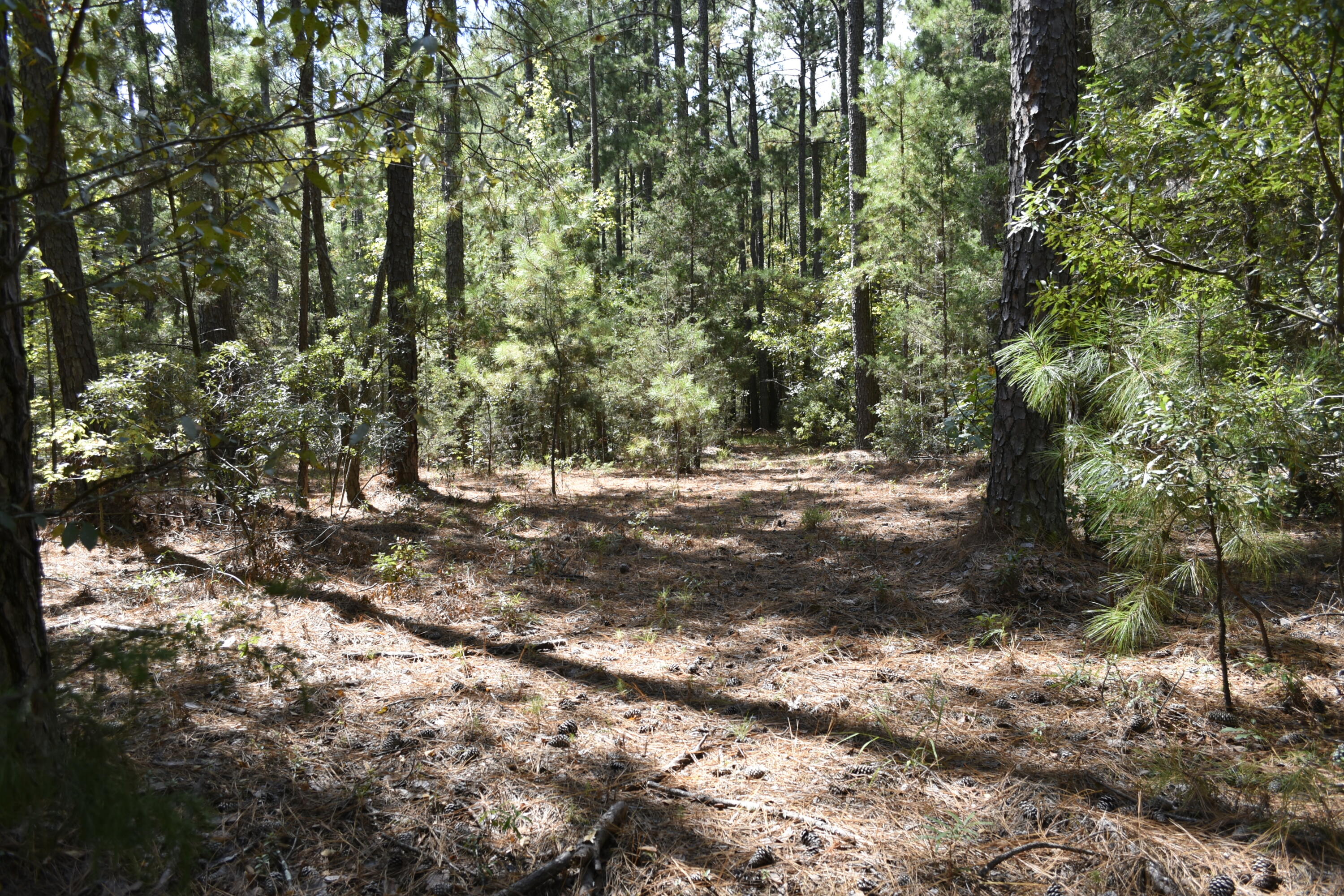 25023 Ray Owens Road Appling, GA 30802 - Photo 4 of 52 _DSC0012