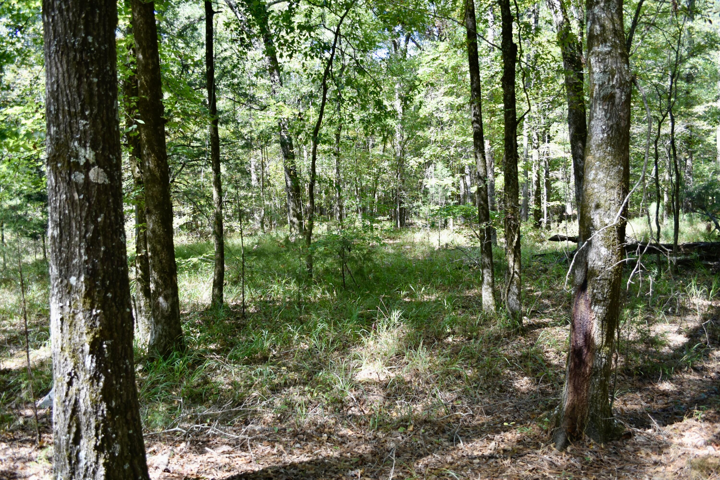 25023 Ray Owens Road Appling, GA 30802 - Photo 7 of 52 _DSC0018