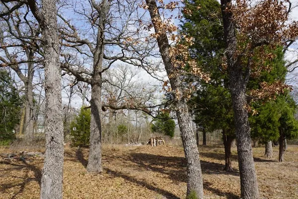 a view of a yard with trees