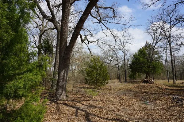 a view of outdoor space with lots of trees
