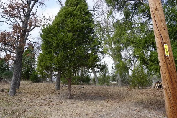 a view of a forest with trees in the background