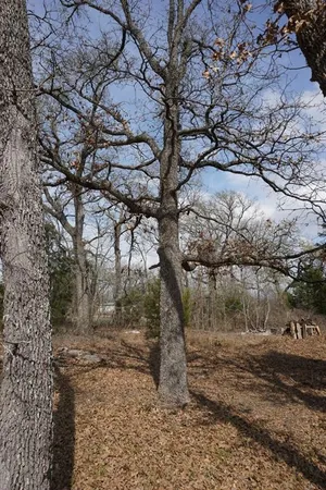 a backyard of a house with large trees