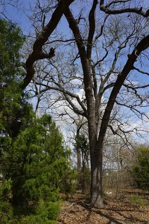 a picture of tree