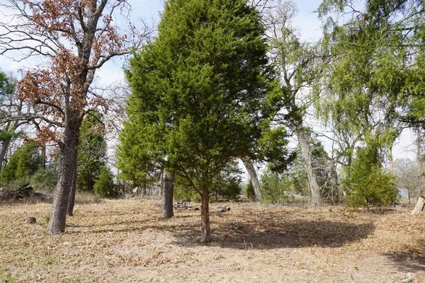 a view of a forest with trees