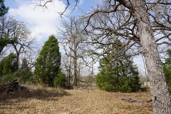 a view of a yard with plants and trees