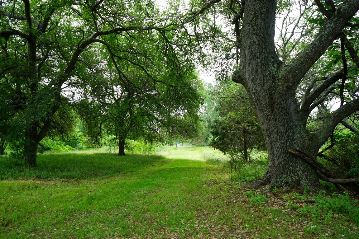 a view of green field with a tree