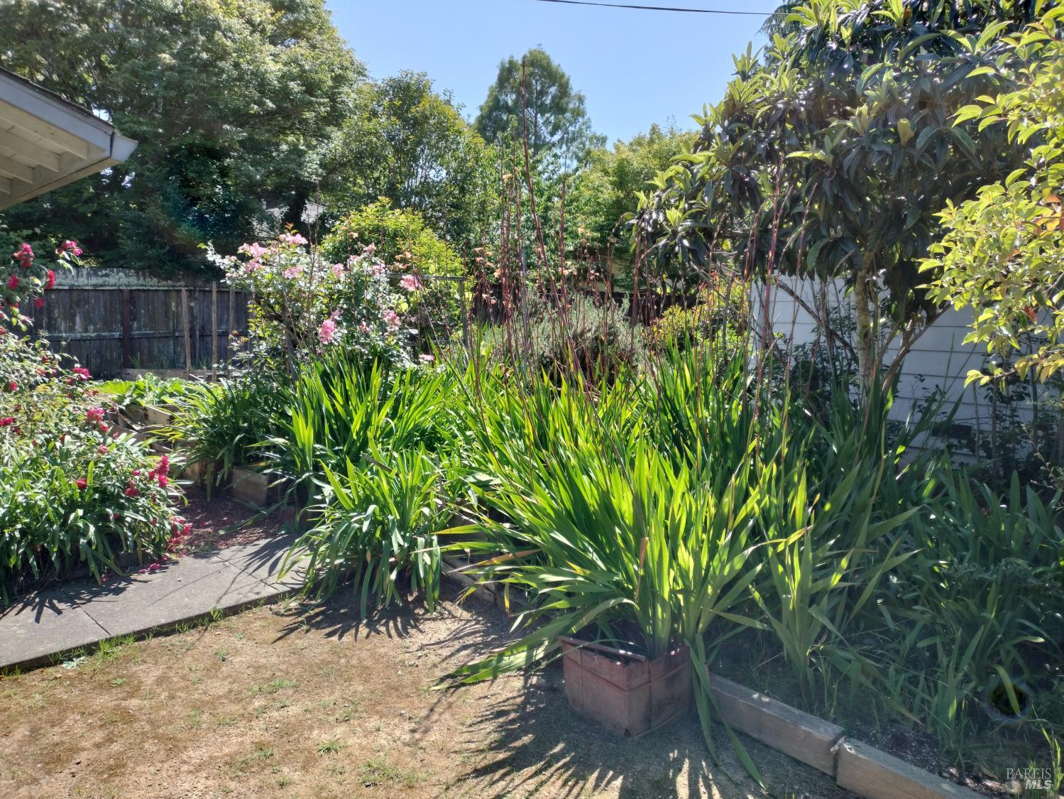 7149 Lynch Road Sebastopol, CA 95472 - Photo 25 of 25 a view of a plant in a garden