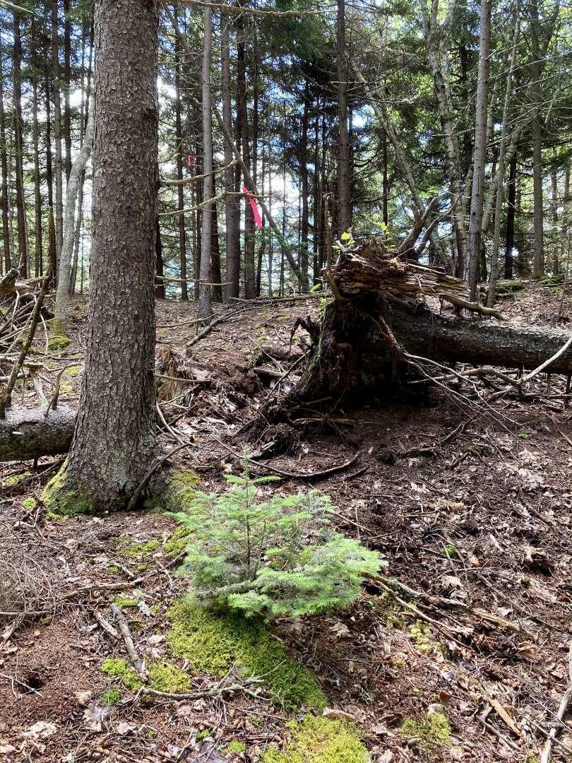 0 Wadsworth Point Road Friendship, ME 04547 - Photo 10 of 19 Li.10