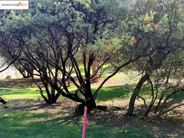 a view of a trees with a yard