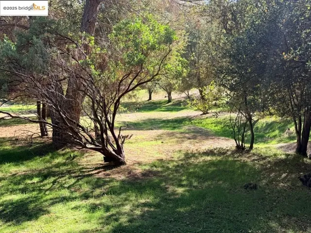 a view of yard with trees