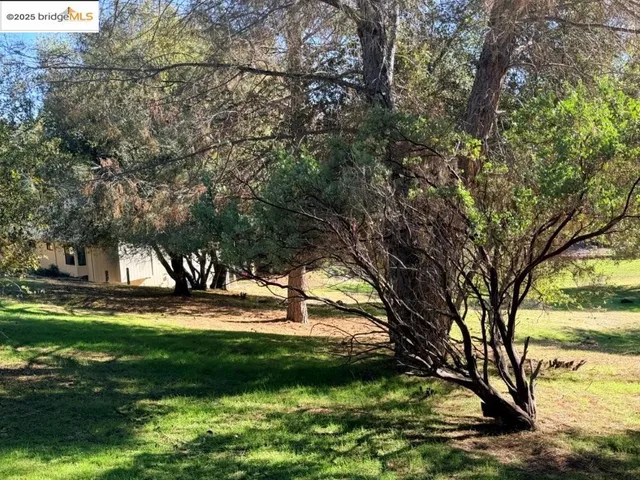 a view of yard with green space and trees