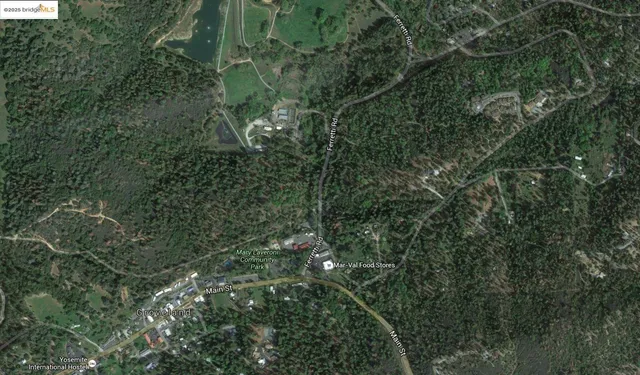 a view of a forest with a tree