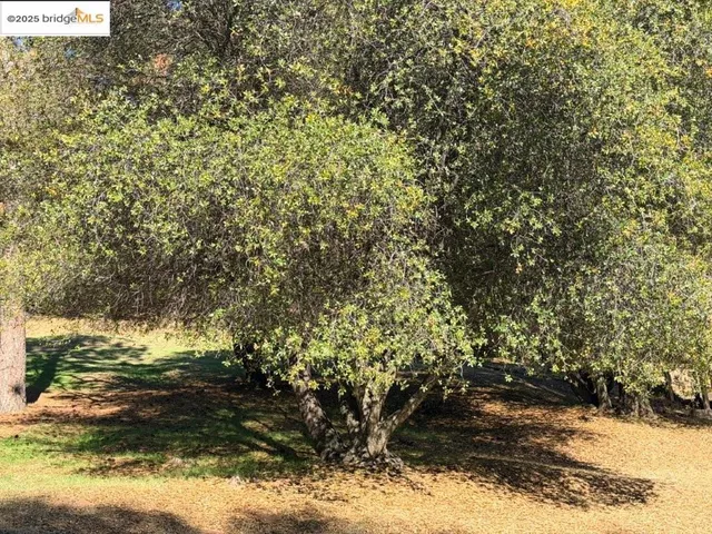 a view of a tree with a yard