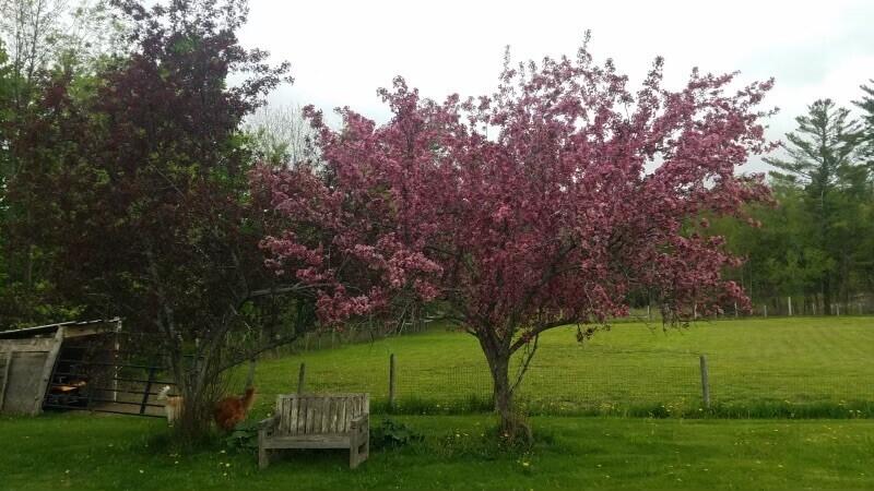 541 Highway 150 Parkman, ME 04443 - Photo 4 of 31 Plenty of room for animals