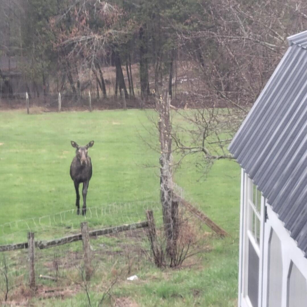 541 Highway 150 Parkman, ME 04443 - Photo 5 of 31 Moose in the field a few weeks ago