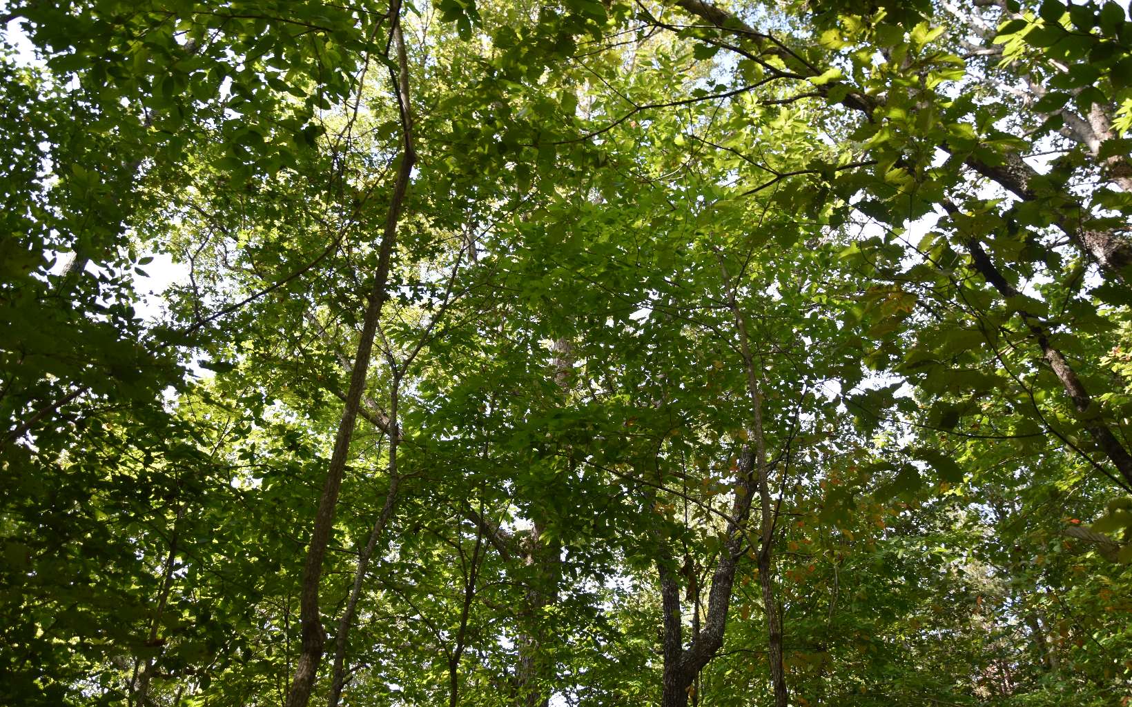 32 A Licklog Ridge Hayesville, NC 28904 - Photo 17 of 54 Additional View