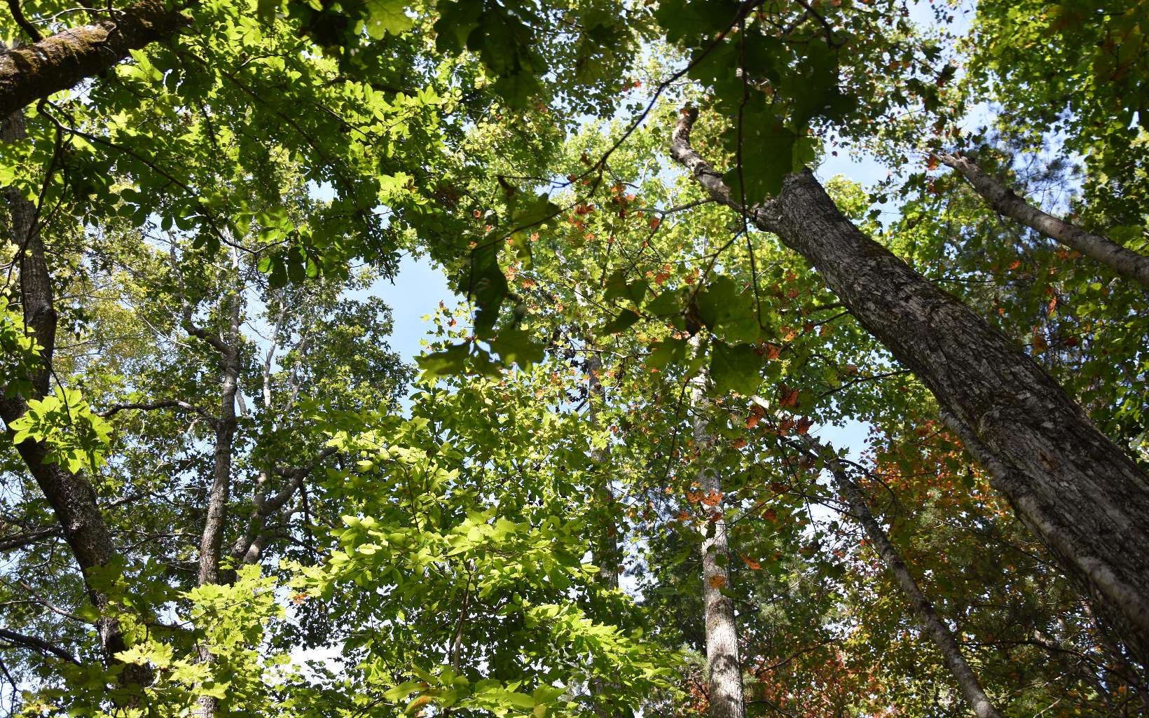 32 A Licklog Ridge Hayesville, NC 28904 - Photo 18 of 54 Additional View