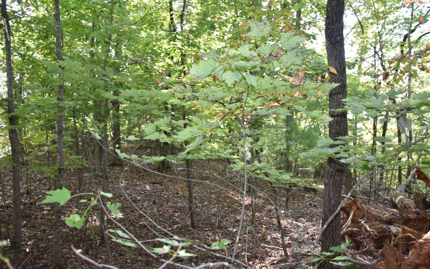 32 A Licklog Ridge Hayesville, NC 28904 - Photo 5 of 54 Additional View
