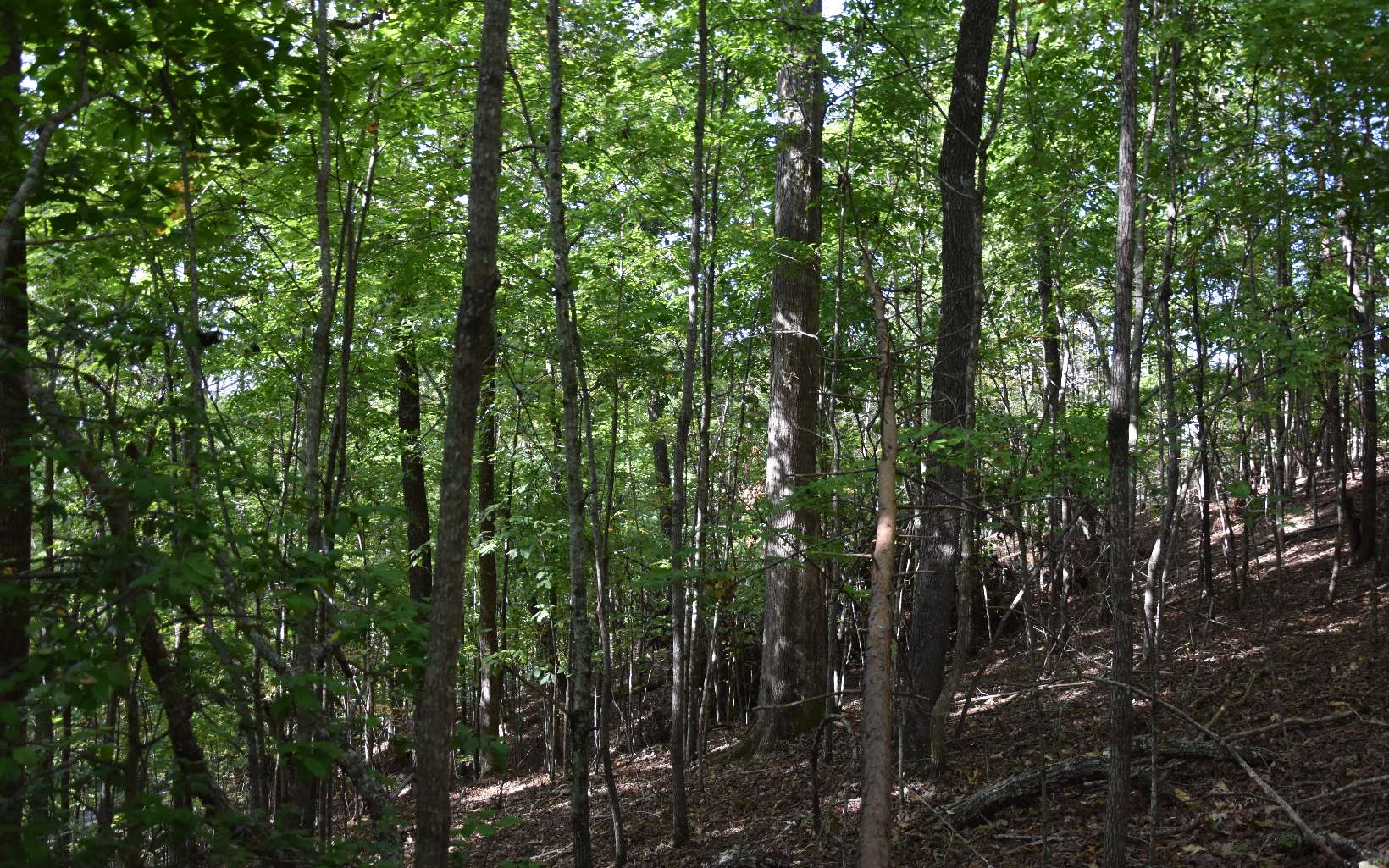 32 A Licklog Ridge Hayesville, NC 28904 - Photo 8 of 54 Additional View