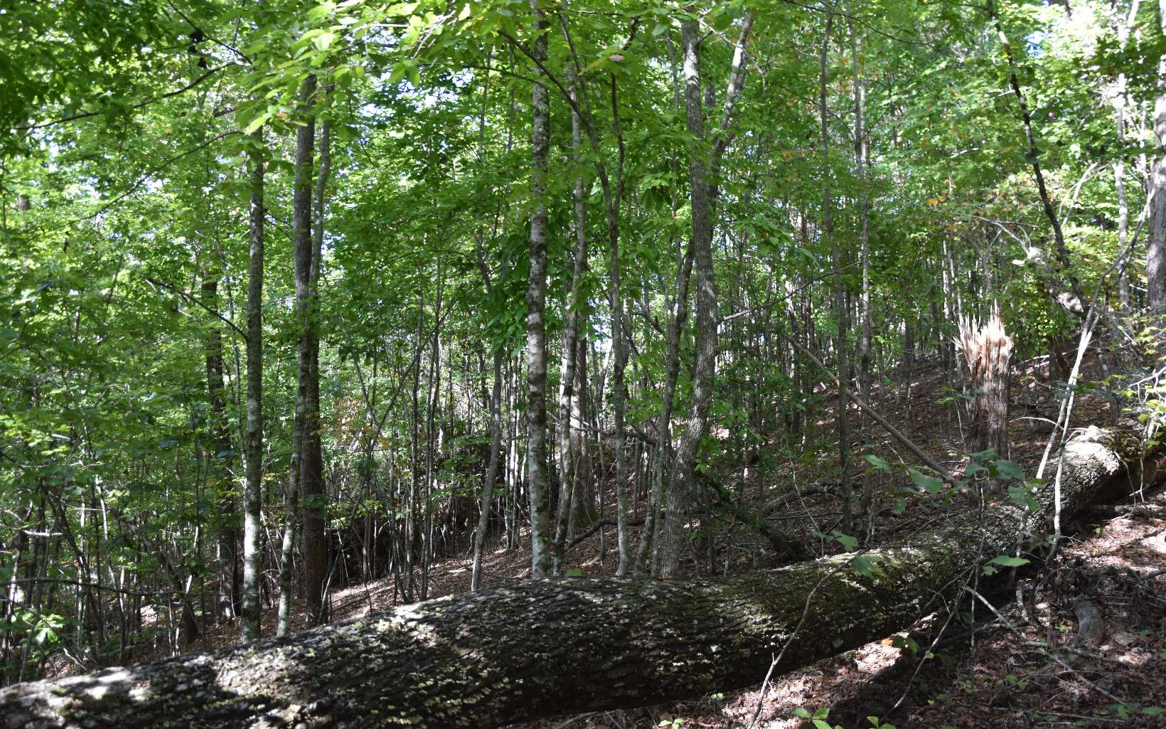 32 A Licklog Ridge Hayesville, NC 28904 - Photo 9 of 54 Additional View