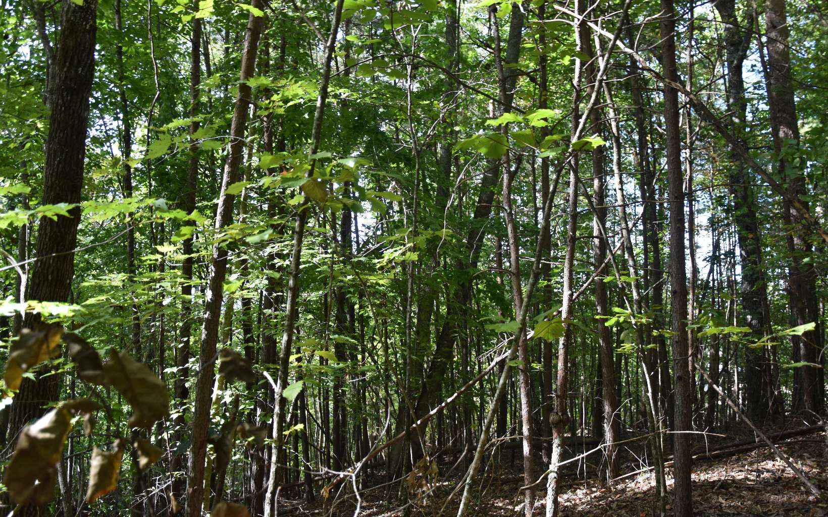 32 A Licklog Ridge Hayesville, NC 28904 - Photo 10 of 54 Additional View