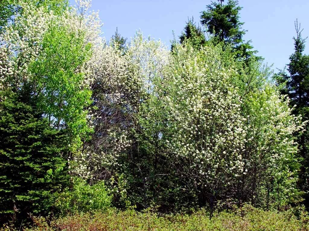 372 Fullerton Road Monticello, ME 04760 - Photo 10 of 18 fullerton-rd-monticello-3