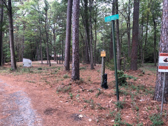 a view of a forest with trees